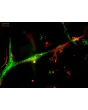 Day 6; Endothelial marker VWF (green), and astrocyte marker GFAP (red). White arrows indicate GFAP+ astrocyte investment on VWF+ endothelial tubules (at 400x magnification).
