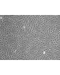 HumanBone Marrow-derived_Mesenchymal_Stem_Cells (HMSC-bm) – Phase contrast, 100x.
