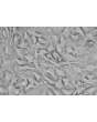 Human Cardiac Myocytes (HCM)-Relief contrast, 400x