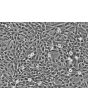 Human Chorionic Mesenchymal Stromal Cells (HCMSC) - Relief contrast