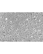 Human Choroid Plexus Endothelial Cells (HCPEC) - Phase contrast, 200x.

