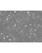 Human Choroid Plexus Epithelial Cells (HCPEpiC) - Phase contrast, 100x.
