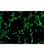 Human Colonic Fibroblasts (HCoF) – Immunostaining for Fibronectin