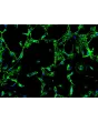 Human Colonic Fibroblasts (HCoF) – Immunostaining for Fibronectin, 200x
