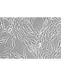 Human Colonic Smooth Muscle Cells (HCoSMC) - Phase contrast