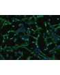 Human Gastric Fibroblasts (HGF)-Immunostaining for FN (Sigma-Aldrich