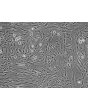 Human Hair Dermal Papilla Cells (HHDPC) - Phase contrast, 100x.
