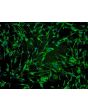 Human Hair Dermal Papilla Cells (HHDPC) - Immunostaining for Fibronectin