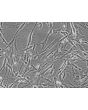 Human Hair Germinal Matrix Cells (HHGMC) - Relief contrast