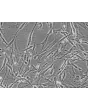 Human Hair Germinal Matrix Cells (HHGMC) - Phase contrast, 200x.
