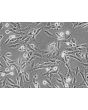 Human Hair Inner Root Sheath Cells (HHIRSC) - Relief contrast