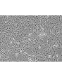 Human Hepatic Stellate Cells (HHSteC) - Phase contrast, 100x.
