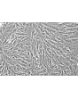Human Intestinal Smooth Muscle Cells (HISMC) - Phase contrast, 200x.
