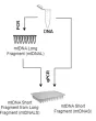 Diagram of the experimental setup.