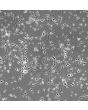 Human Neurons (HN) - phase contrast, 200x
