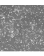 Human Neurons (HN) - phase contrast, 200x
