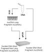 Diagram of the experimental setup.