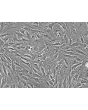 Human Nucleus Pulposus Cells (HNPC) - Phase contrast, 200x.
