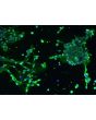 Human Oligodendrocyte Precursor Cell-oligospheres (HOPC-os) - Immunostaining for A2B5