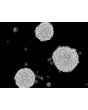 Human Oligodendrocyte Precursor Cell-oligospheres (HOPC-os) - Phase contrast, 200x.
