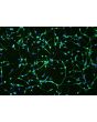 Human Oligodendrocyte Precursor Cells (HOPC) - Immunostaining for A2B5