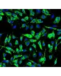 Human Pulmonary Artery Endothelial Cells (HPAEC) - Immunostaining for vWF, 200x.
