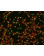 Human Rectal Fibroblasts (HRecF)-Immunostaining for Fibronectin