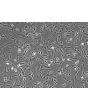 Human Retinal Astrocytes (HRA) - Phase contrast, 100x.
