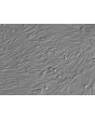 Human Seminal Vesicle Smooth Muscle Cells (HSVSMC) - Relief Contrast, 200x
