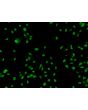 Human Sertoli Cells (HSerC)-Immunostaining for GATA-4, 200x.
