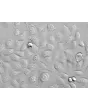 Human Small Airway Epithelial Cells (HSAEpiC) - Relief contrast 200x
