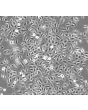 Human Small Airway Epithelial Cells (HSAEpiC) - Phase contrast 100x