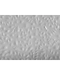 Human Splenic Endothelial Cells (HSEC) - Relief contrast, 200x.
