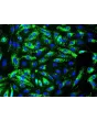 Human Splenic Endothelial Cells (HSEC) - Immunostaining for vWF, 400x.
