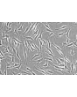 Human Trabecular Meshwork Cells (HTMC) - Phase contrast, 200x.
