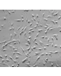 Human Tracheal Smooth Muscle Cells (HTSMC) - Relief contrast, 200x.
