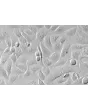 Human Urothelial Cells (HUC) - Relief contrast, 400x.
