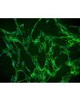 Human Villous Mesenchymal Fibroblasts (HVMF) - Immunostaining for Fibronectin