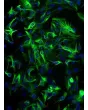 Mouse Astrocytes-brain stem (MA-bs) - Immunostaining for GFAP, 200x.
