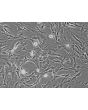 Mouse Astrocytes-cerebellar (MA-c) - Phase contrast