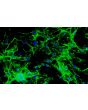 Mouse Cardiac Myocytes (MCF) - Relief contrast