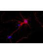 Mouse Cerebellar Granule Cells (MGC) - Relief contrast
