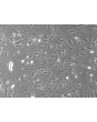 Mouse Dermal Fibroblasts (MDF) – Phase Contrast, 100x.