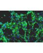 Mouse Embryonic Fibroblasts-mitomycin C treated (MEF-mt) - Relief contrast