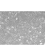 Mouse Lymphatic Fibroblasts (MLF) – Phase Contrast, 100x
