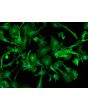 Relief Contrast Caption:      Mouse Microglia (MM)- Relief Contrast