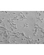 Mouse Neurons-raphe (MN-r) - Immunostaining for MAP2