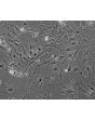 Mouse Renal Mesangial Cells (MRMC) - Phase contrast