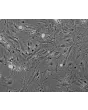 Mouse Renal Mesangial Cells (MRMC) - Phase contrast, 100x.
