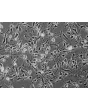 Mouse Schwann Cells (MSC) - Phase contrast, 200x.
